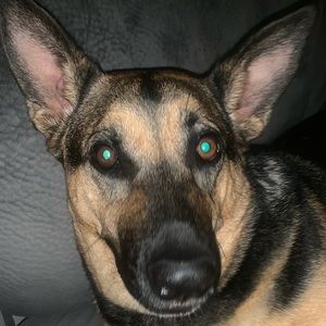 Meet your Posher, Holly